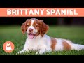 BRITTANY SPANIEL - Characteristics and Care の動画、YouTube動画。