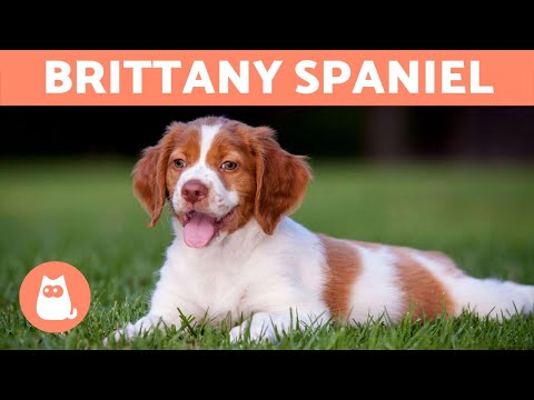 Video: Allt om Brittany Spaniel Hundras