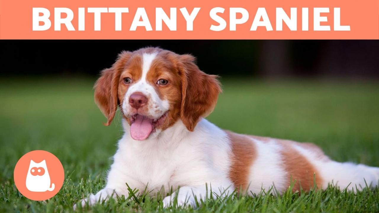 brittany dog personality