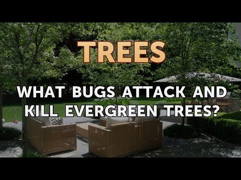 What Bugs Attack
