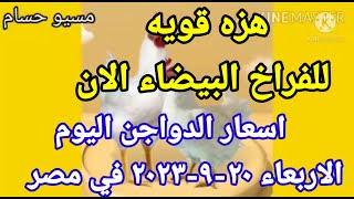 اسعار الفراخ البيضاء اليوم اسعار الدواجن اليوم الاربعاء ٢٠-٩-٢٠٢٣ في مصر