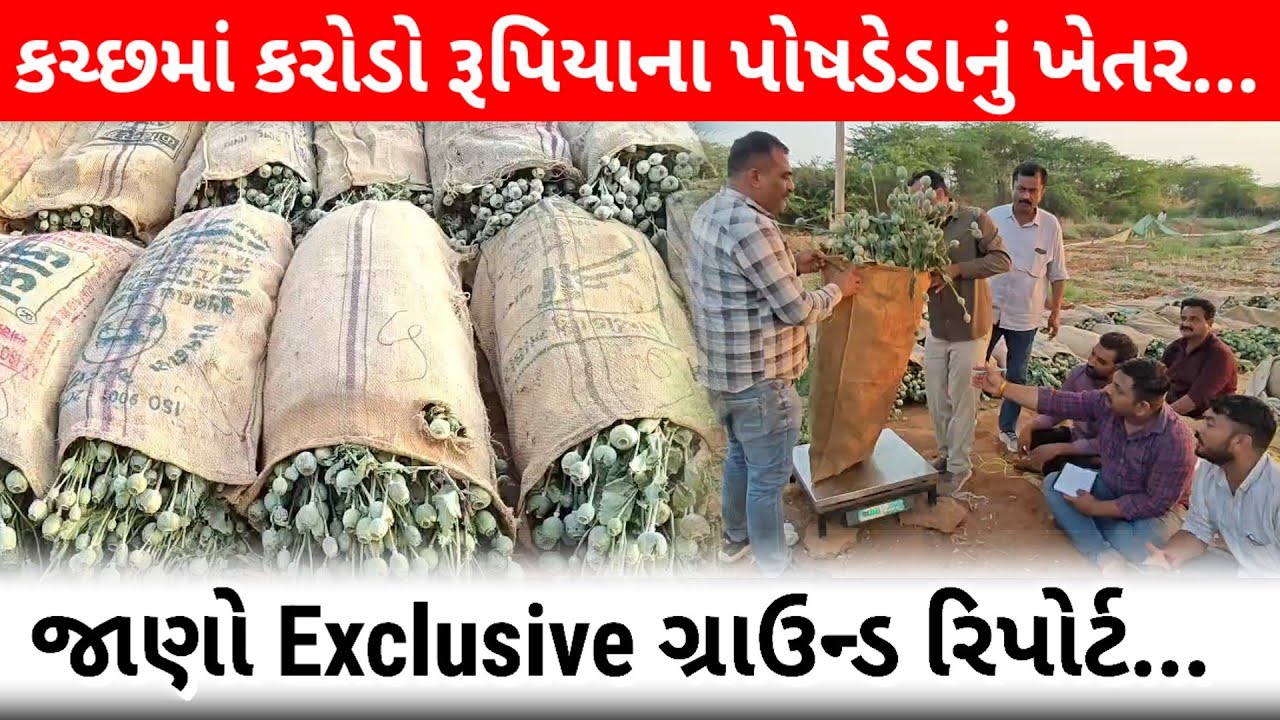 #કચ્છમાં કરોડો રૂપિયાના પોષડેડાનું ખેતર : જાણો Exclusive ગ્રાઉન્ડ રિપોર્ટ...