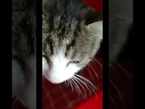 Video: Pisica Ta Alăptează Ca Adult?