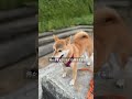 1分でわかる柴犬のめんどくさい『性格』　【＃357】 #柴犬 #柴犬との暮らし