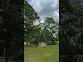 Uprooted Tree - 8K