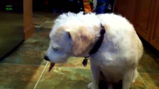 Funny Dogs Eating Peanut Butter Compilation 2013 NEW HD
