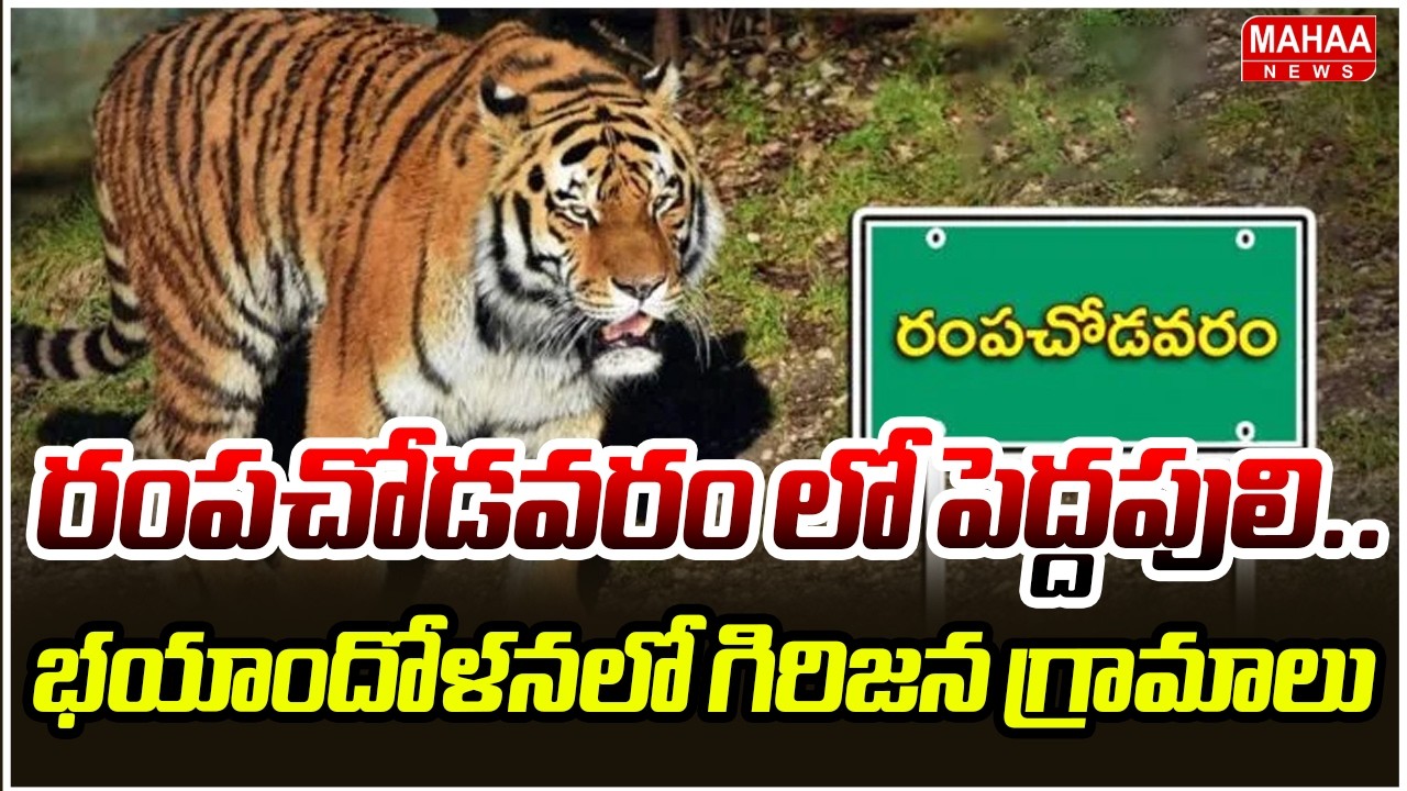 రంపచోడవరం లో పెద్దపులి.. భయాందోళనలో గిరిజన గ్రామాలు | Tiger Spotted Again in Rampachodavaram