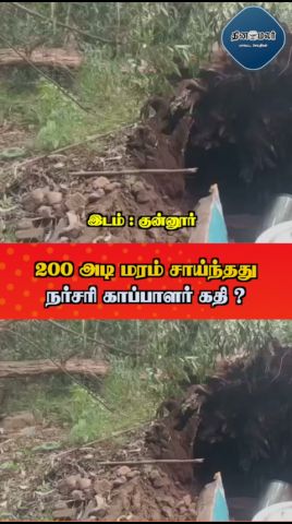 200 அடி மரம் சாய்ந்தது  நர்சரி காப்பாளர் கதி ?
