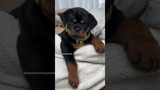 Cute rottweiler Puppy head tilt