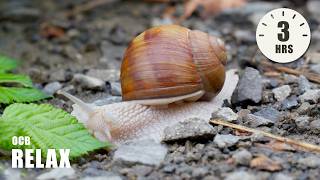 Calm Study Music “Slow and Steady” - Focus Music for Studying with Soft Piano Music | Ocb Relax screenshot 3