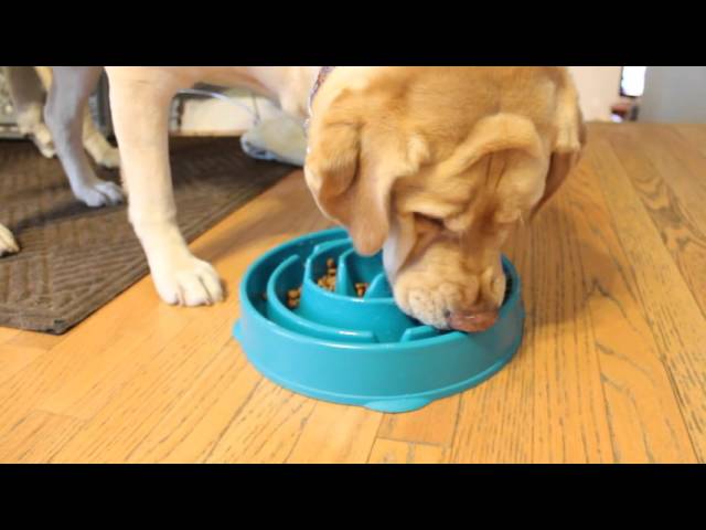 10 best slow feeder dog bowls in 2018 updated heavy com sddefault jpg 404 is fine