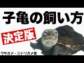 【亀飼育】子亀の飼育方法を分かりやすく解説!クサガメ・ミドリガメなど、多くの亀の飼い方の基本となります!