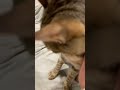 撮影拒否にゃんこ#shorts