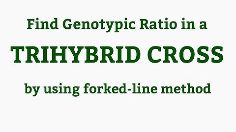 Forked line Method - Finding Genotypic Ratio in a Trihybrid Cross, Tutorial 2