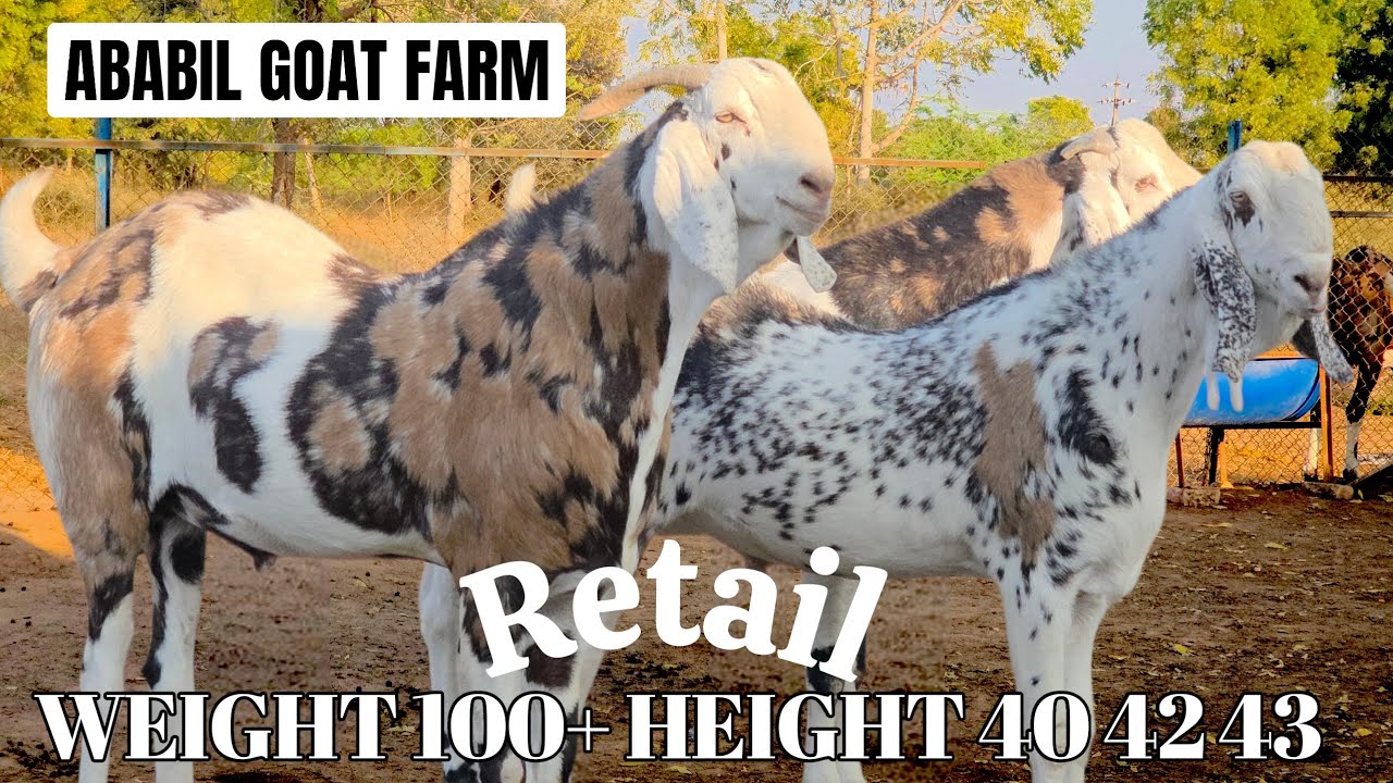 Ababil Goat Farm 100 kg | Height 40 42 43 | Gujri Big huge Size | Sadikpur 