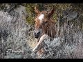 Carson Valley, Nevada wild horse foal being born.