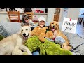 Thank you for 1000 Subscribers! Dogs get a BIG Surprise 😀