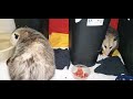 Good possums!