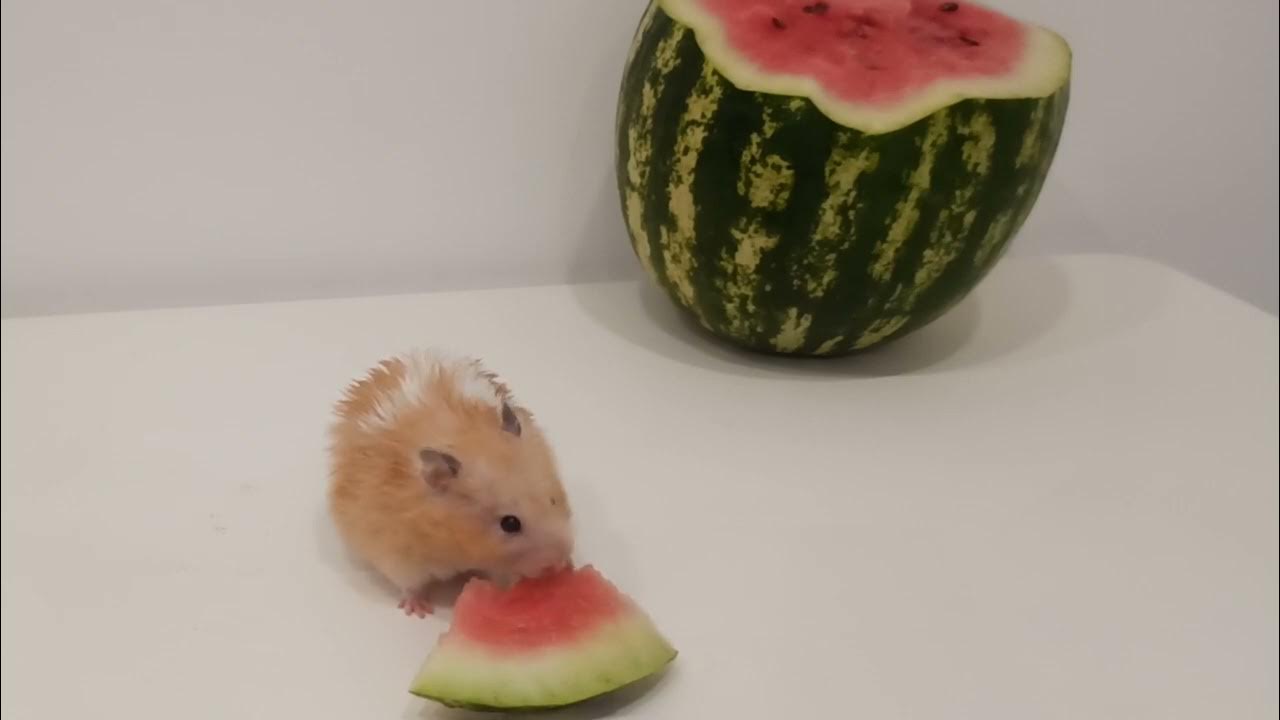 hamster eats watermelon YouTube