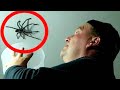 catching spider goes wrong..