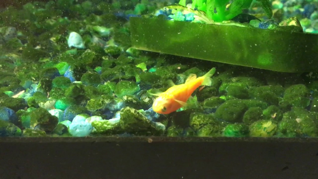 Fish having a seizure YouTube