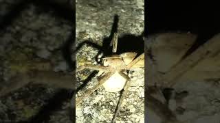 The wolf spider (Hogna radiata)carry a large, round white egg sac (cocoon) attached to their abdomen