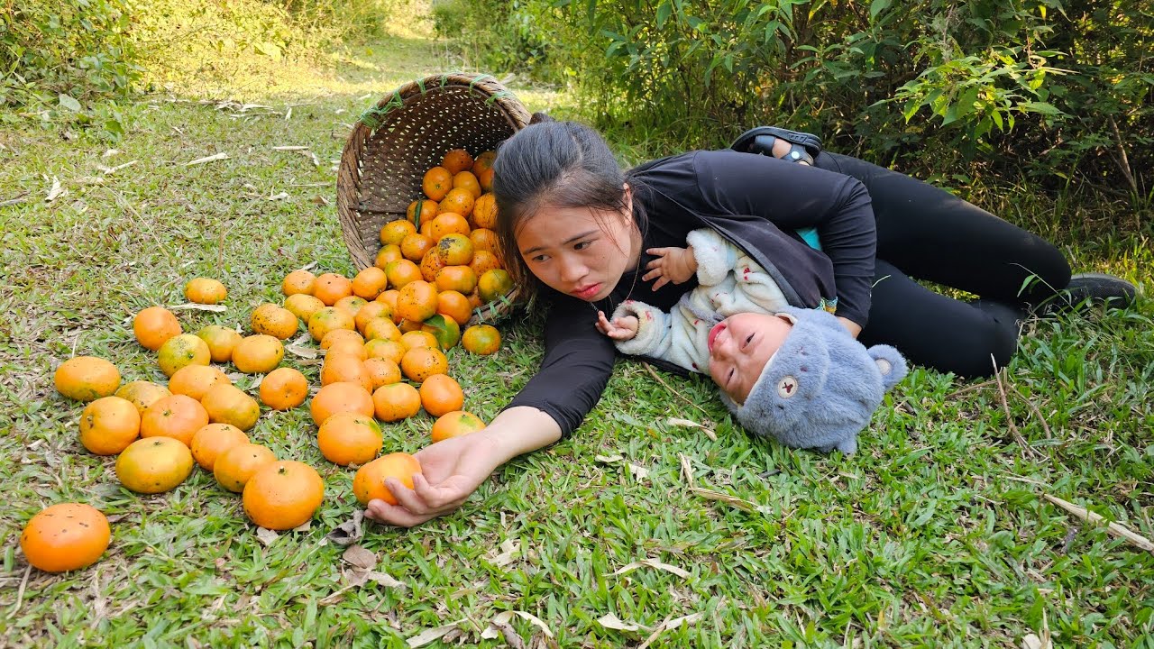 Harvesting Oranges to Sell at the Market - Simple Life in the Countryside | Trieu Mai.