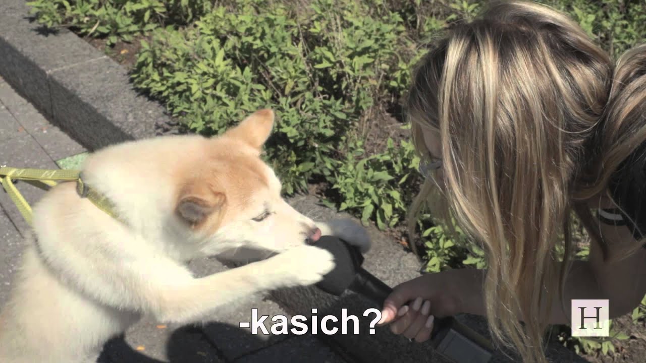 puppy paradise How Well Do New Yorkers Know The Republican Candidates?