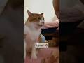 猫のリアクションで測る寝起きの口臭レベルw　#shorts