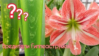 видео: Трипс и мучнистый червец на гиппеаструмах. картинка: Трипс и мучнистый червец на гиппеаструмах.