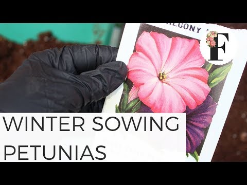 Winter Sowing Petunia Seeds in Unheated Greenhouse - Growing Flowers from Seed for Beginners
