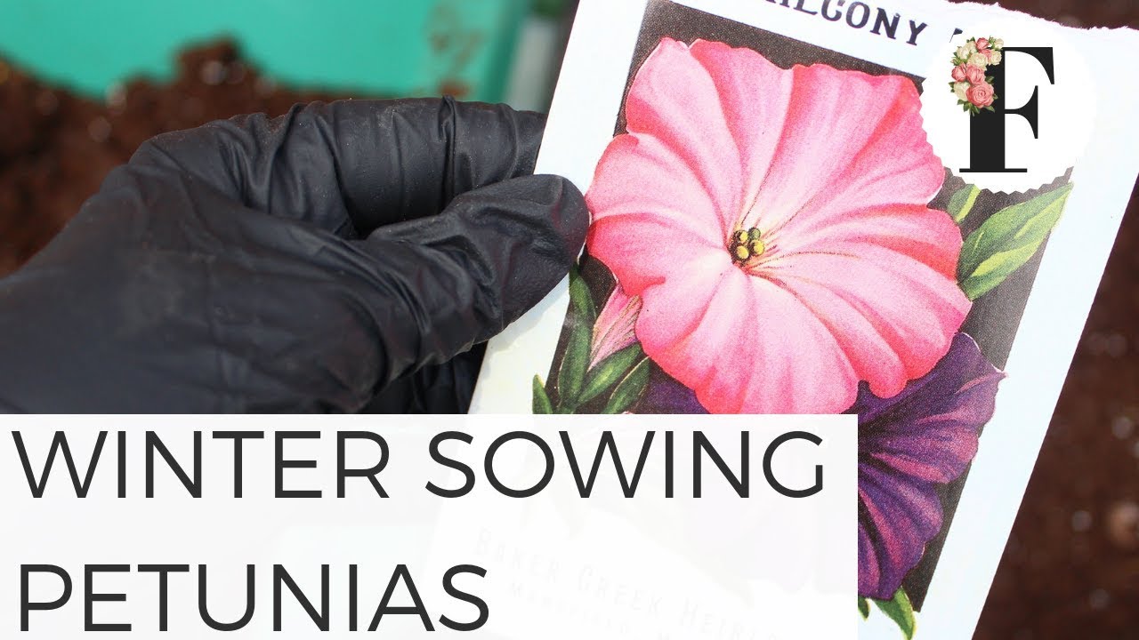 Winter Sowing Petunia Seeds in Unheated Greenhouse Growing Flowers