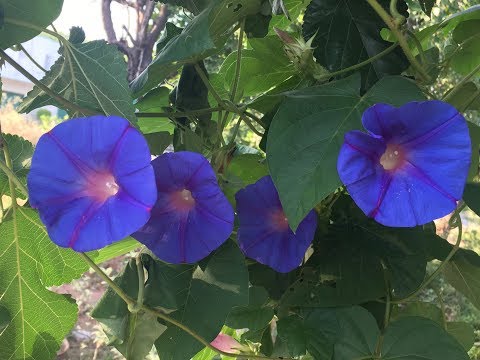 Video: Morning Glory Kvamoklit (28 Bilder): Planting Av Frø Til Frøplanter, Omsorg For En Blomst I Det åpne Feltet, Varianter Av Morning Glory Kvamoklit Rød 