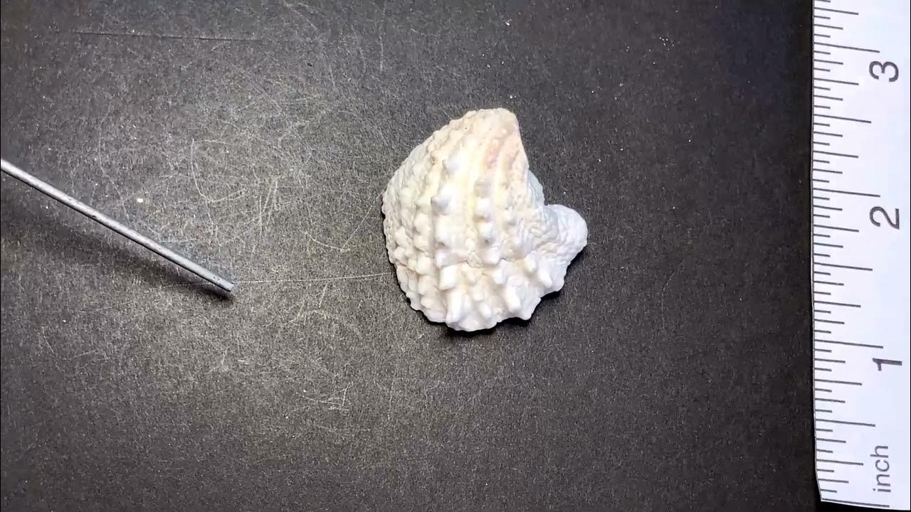 Spiny jewel box YouTube