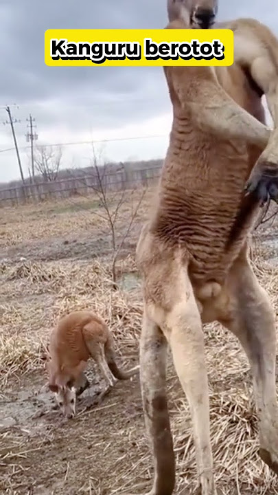 Video hewan lucu #funny #video