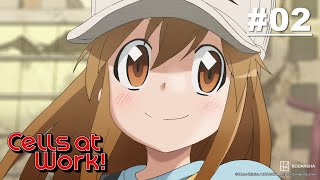 [Hindi Dub] Cells at Work! - Episode 02 (S1E02)  | Muse IN