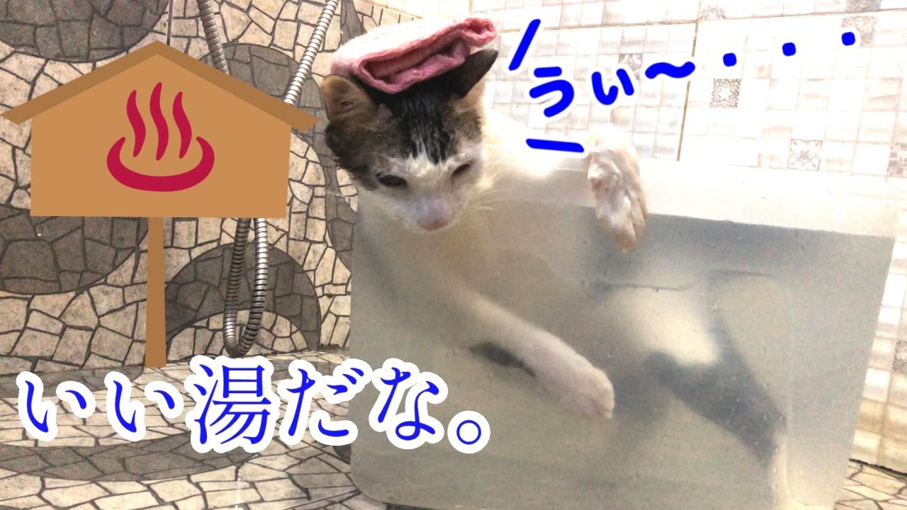 Cat feeling very good in bathtub - YouTube