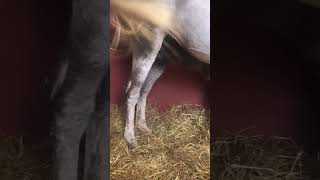 Annesi̇ni̇ Emen Tay