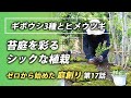 苔庭ゾーンをギボウシとヒメウツギでシックな植栽に