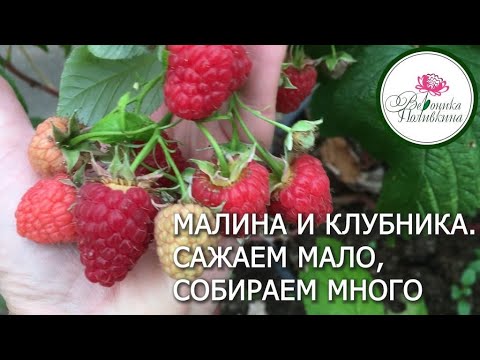 ОСОБЕННОСТИ ВЫРАЩИВАНИЯ РЕМОНТАНТНОЙ МАЛИНЫ И КЛУБНИКИ