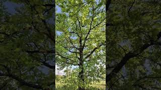 #music #nature#walking🚶‍♀️nice weather today 🥰