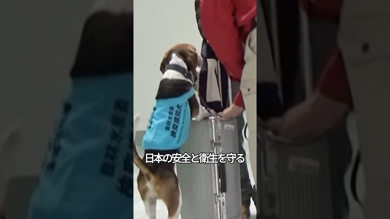 日本の安全を守る探知犬たち🐶