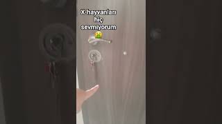 Hayvanlar Candır Can Şfet Şfetbeniöneçikar Iseviyorum
