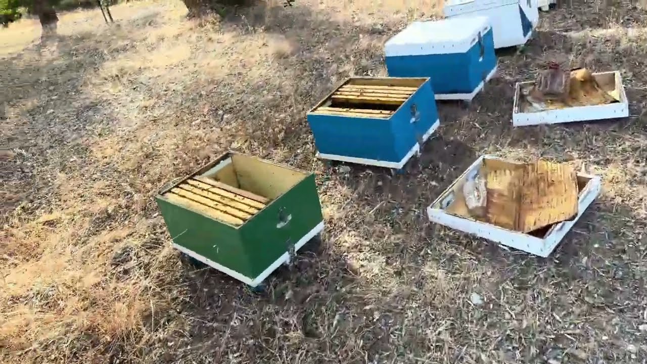 Όλα τα μυστικά σε μικρά μελίσσια διαχείριση μέσα στο καλοκαίρι   (13 Ιουνίου 2024)