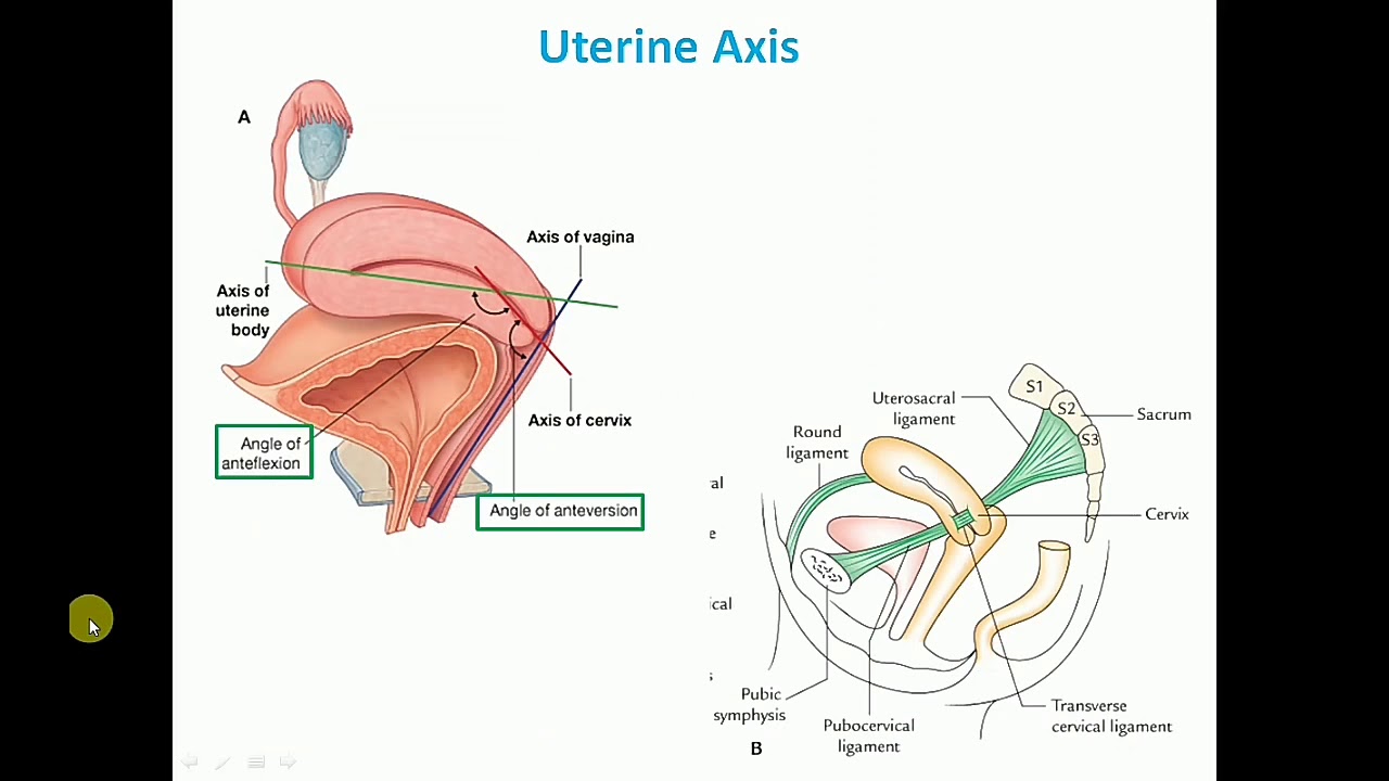 ANATOMY OF THE UTERUS PART2 SUPPORTS OF UTERUS BY DR MITESH DAVE