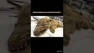 Rare Ting Funnet Under Isen Årsykeverden