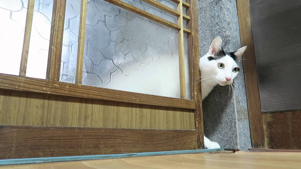 戸を開けるちび Cats Opening Door 20165 160616 YouTube