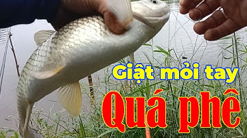 Câu rô phi gặp ổ cá trắm giật sướng tay #fishing #cauca #caudai