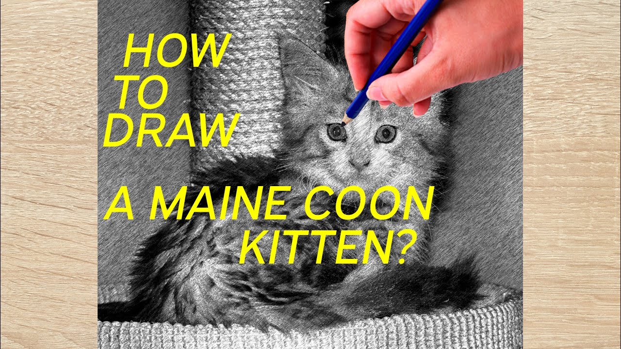 How To Draw A MAINE COON KITTEN? YouTube