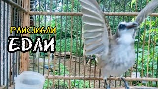 Pancingan dan Masteran trucuk malam hari biar cepat bunyi